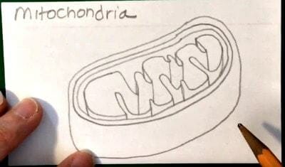 Mitochondria drawing