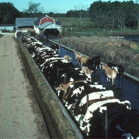 Dairy cows in a concentrated animal feeding operation